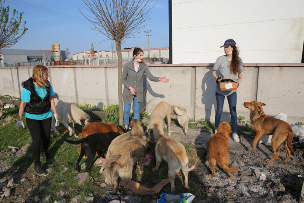 Hayvanseverler Sokak Hayvanlarını Besledi 